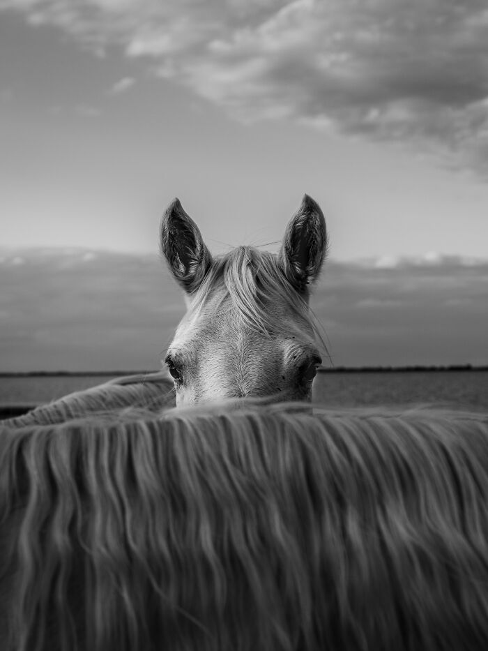 Black and white animal photo showing a horse's head peeking over another horse's back in a natural setting.