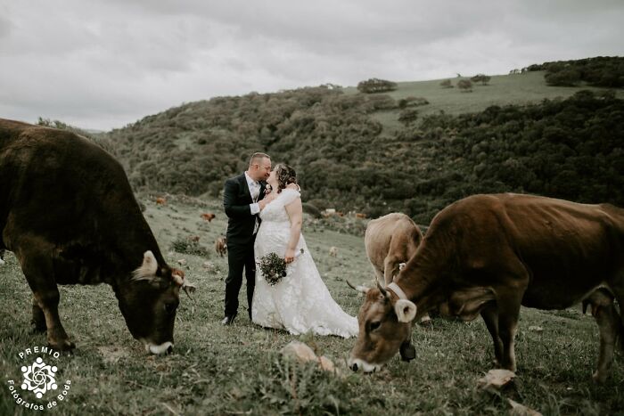They Wanted A Wedding In Nature. Nature Replied With Cows. 🐄🤍 Photo Daria Manuedda