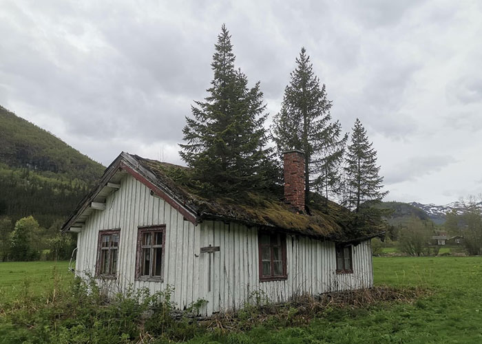 Old deteriorating house with trees growing through roof, illustrating homeownership nightmares in the American Dream context.