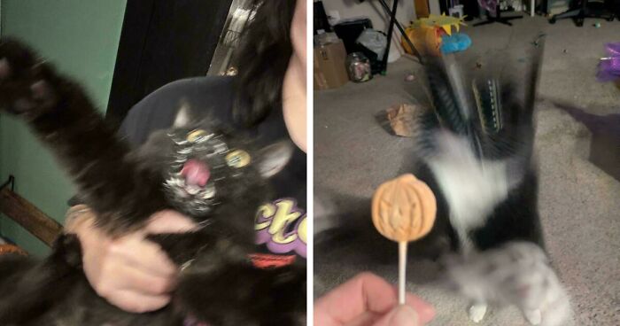 Cats Can Be Very Interesting Creatures And These 52 Pictures Prove That