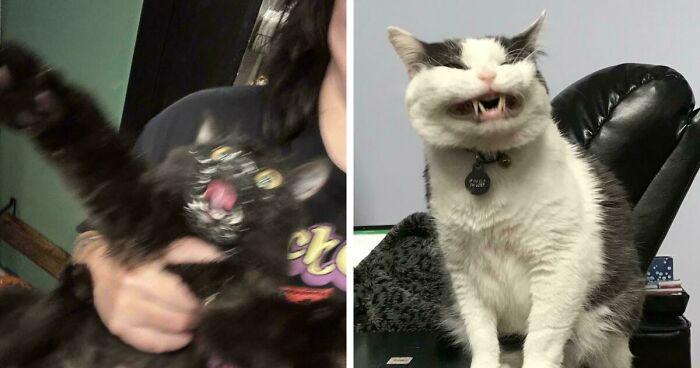 52 Blurry And Scrungy Cat Pics That Are Absolute Serotonin Boosters