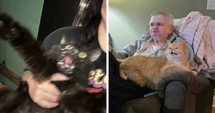 Here Is The Ultimate Hotlist Of 52 Cats Being Cats That You Should Definitely Check Out