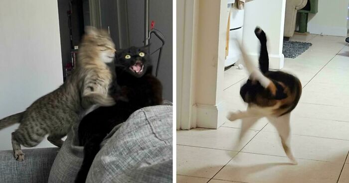 52 Blurry And Scrungy Cat Pics That Are Absolute Serotonin Boosters