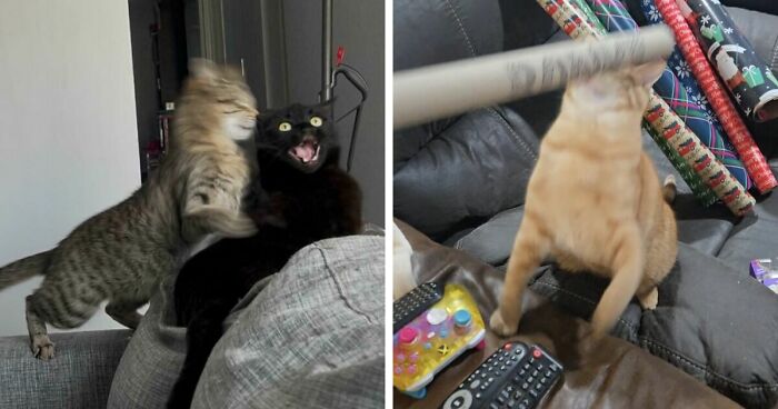 Here Is The Ultimate Hotlist Of 52 Cats Being Cats That You Should Definitely Check Out