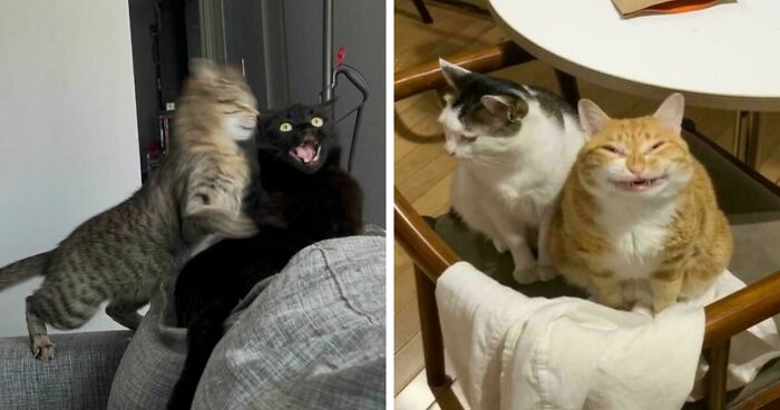 Cats Can Be Very Interesting Creatures And These 52 Pictures Prove That