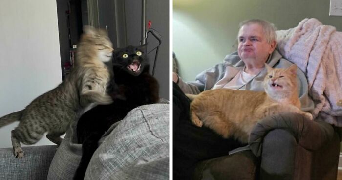 Here Is The Ultimate Hotlist Of 52 Cats Being Cats That You Should Definitely Check Out