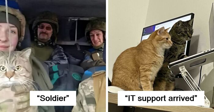 109 Feline Employees Who Deserve A Raise For Being This Cute (New Pics)