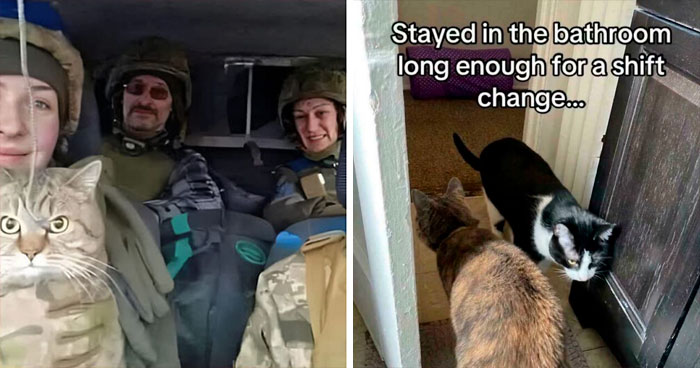 “Kitties Working Hard And Hardly Working”: 109 Delightful Pics Of Working Cats (New Pics)