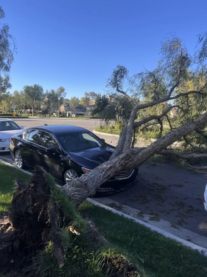 Happened To My Neighbor’s Car After A 23 Mph Windy Day!!