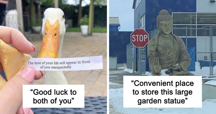 79 Confusing Pictures That Are Funny For No Clear Reason