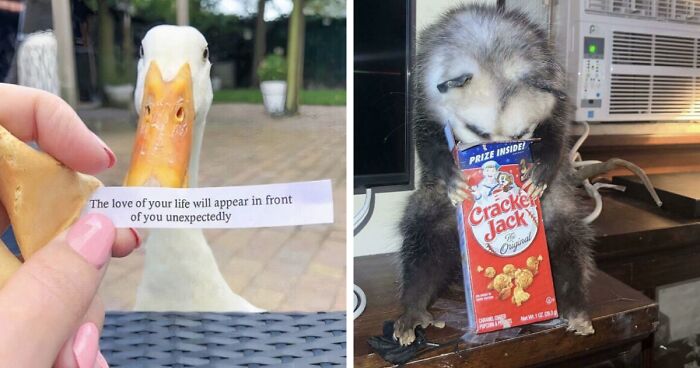 79 Confusing Pictures That Are Funny For No Clear Reason