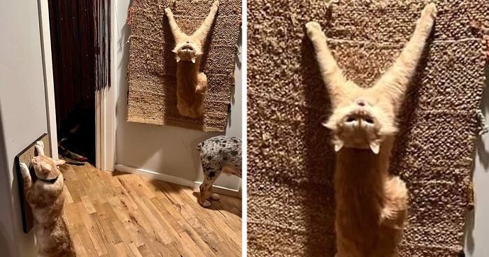 55 Funny Pictures From 2025 That Perfectly Capture The Weirdness Of Last Year