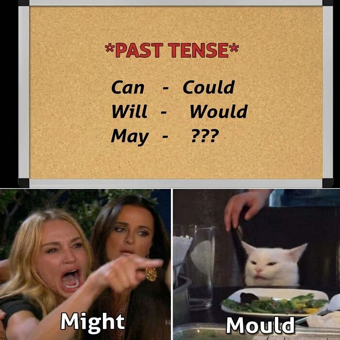 Funny meme showing a grammar joke with past tense words and a cat meme illustrating randomness and humor.
