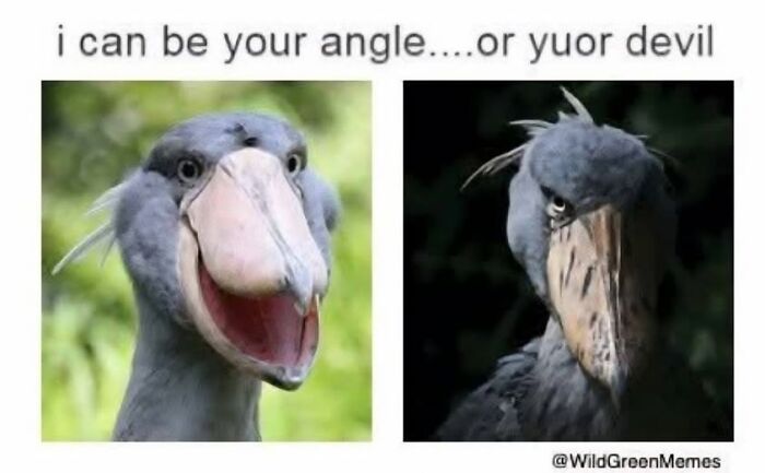 Funny meme with a shoebill bird playing on words, showing confusion and brain struggles to understand text.