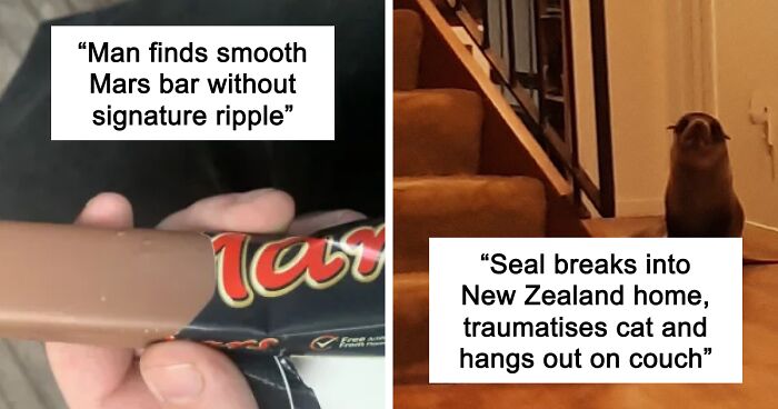 “Seal Breaks Into New Zealand Home”: 61 Unhinged Incidents That Made It Into The News