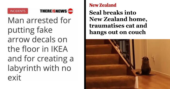 “Seal Breaks Into New Zealand Home”: 61 Unhinged Incidents That Made It Into The News
