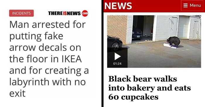 “Seal Breaks Into New Zealand Home”: 61 Unhinged Incidents That Made It Into The News