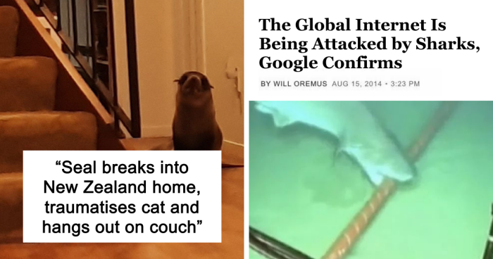 “Seal Breaks Into New Zealand Home”: 61 Unhinged Incidents That Made It Into The News