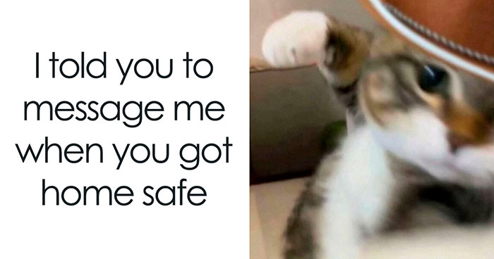 If You Can’t Think Of A Better Way To Spend Your Time Than Looking At Cat Memes, These 78 Posts Are For You