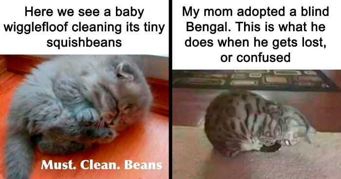 78 Funny Memes To Remind You How Awesome Cats Are