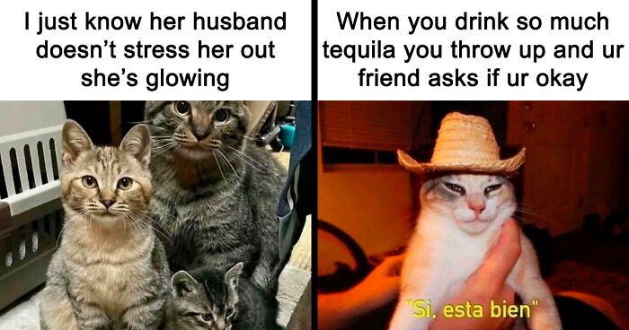 78 Funny Memes To Remind You How Awesome Cats Are