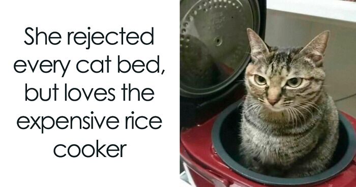 78 Funny Memes To Remind You How Awesome Cats Are