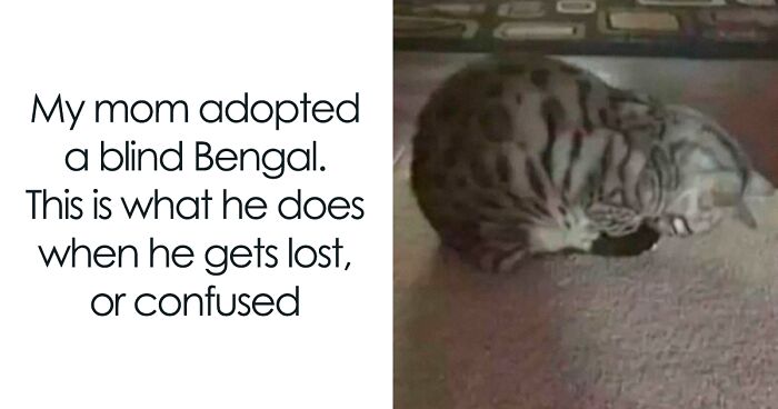 78 Funny Memes To Remind You How Awesome Cats Are