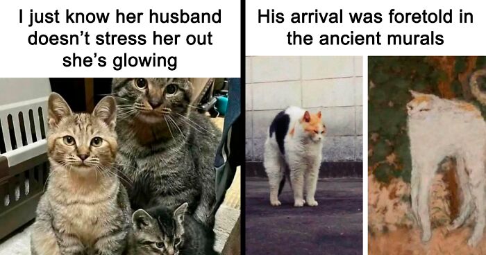 78 Funny Memes To Remind You How Awesome Cats Are