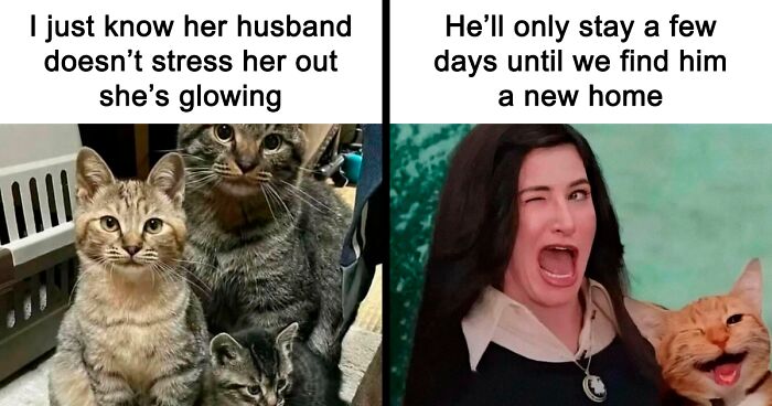 78 Funny Memes To Remind You How Awesome Cats Are
