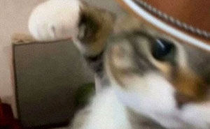 50 Funny Memes To Remind You How Awesome Cats Are