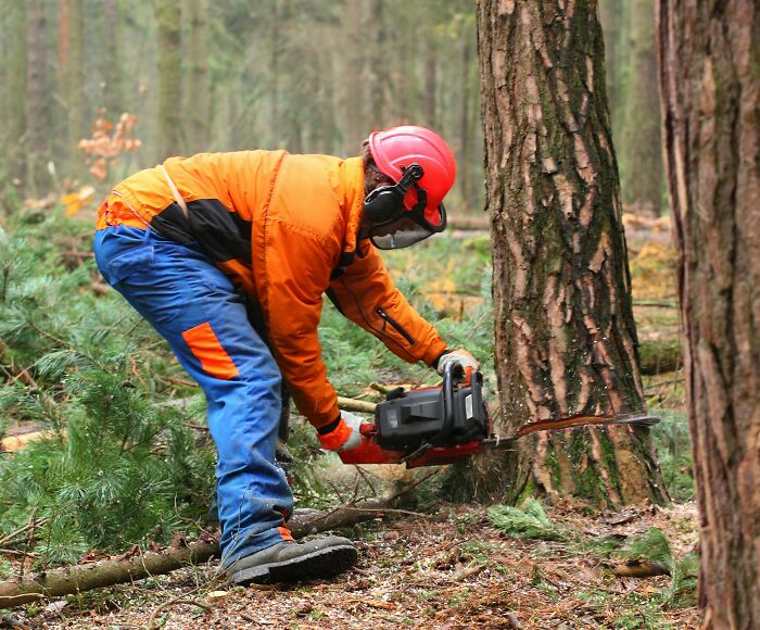 Lumberjack in safety gear using a chainsaw to cut a tree in the forest, capturing a terrifying real-life moment.