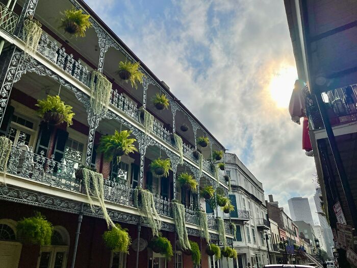 Ornate balconies with hanging plants on a sunny day in a historic urban area showing weird public scenes.