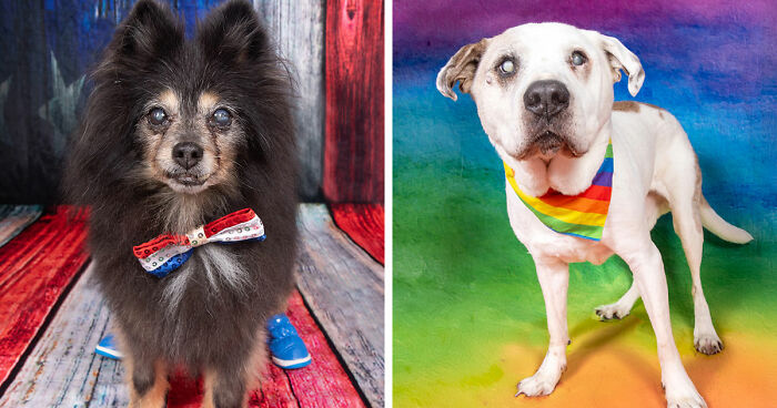 This Sanctuary For Senior Dogs Shared 30 Photos That Show Love Has No Age Limit