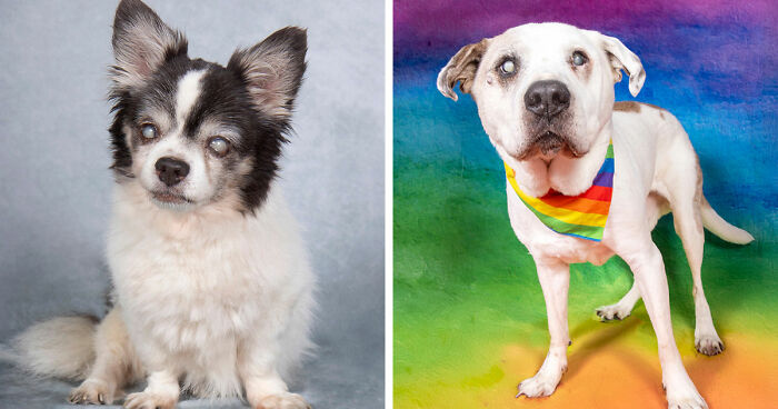 This Sanctuary For Senior Dogs Shared 30 Photos That Show Love Has No Age Limit
