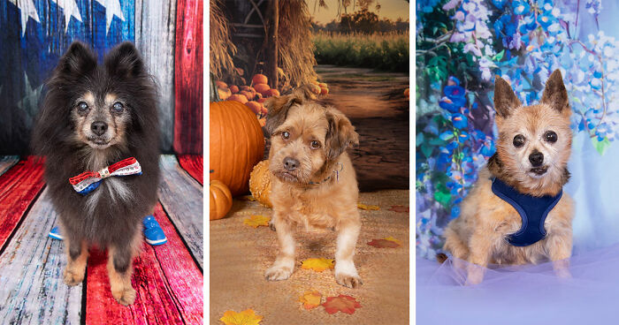 This Sanctuary For Senior Dogs Shared 30 Photos That Show Love Has No Age Limit