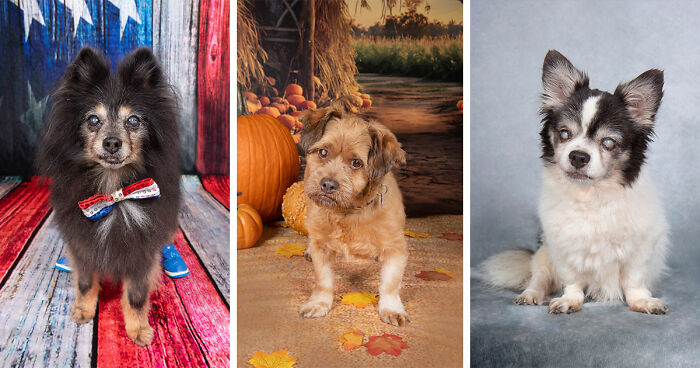 This Sanctuary For Senior Dogs Shared 30 Photos That Show Love Has No Age Limit