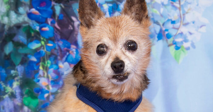 This Sanctuary For Senior Dogs Shared 30 Photos That Show Love Has No Age Limit