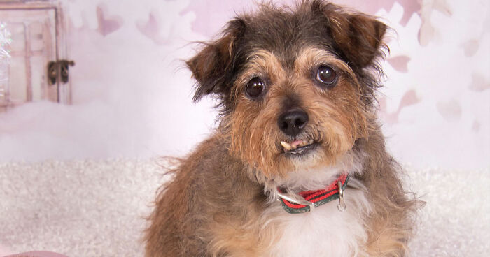 This Sanctuary For Senior Dogs Shared 30 Photos That Show Love Has No Age Limit