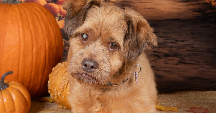 This Sanctuary For Senior Dogs Shared 30 Photos That Show Love Has No Age Limit