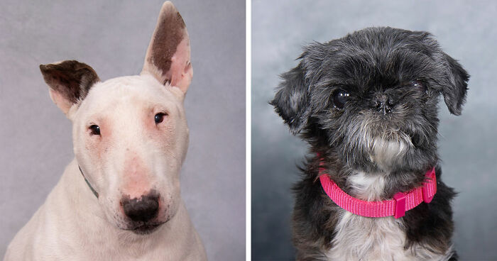 This Sanctuary For Senior Dogs Shared 30 Photos That Prove It’s Never Too Late For Love