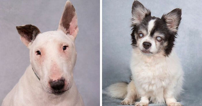 This Sanctuary For Senior Dogs Shared 30 Heartwarming Photos Of Their Golden Residents