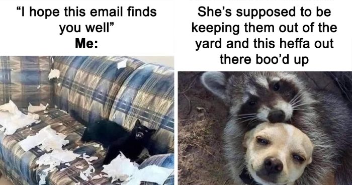 69 Cute And Sweet Animal Memes To Give You A Reason To Smile Today (New Pics)