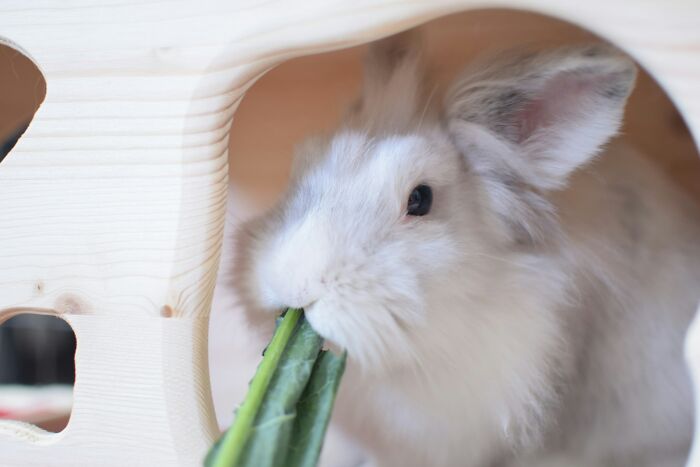 White fluffy rabbit inside wooden house eating leafy green vegetable, illustrating funny names pets didn’t ask for.