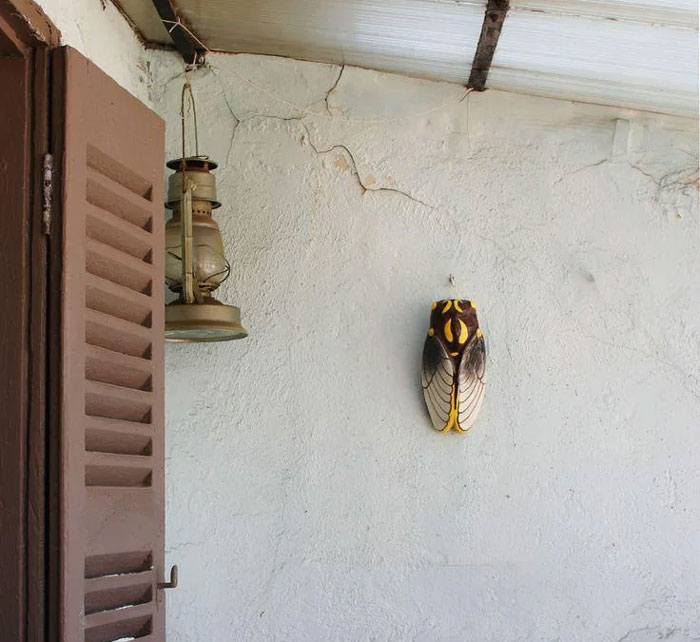 Rustic indoor scene with a vintage lantern and a unique cicada-shaped household item on a c*****d white wall.