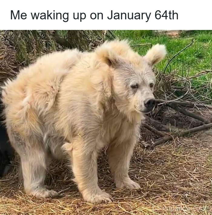 A fluffy bear looking sleepy and disheveled, illustrating a random meme to spice up life with humor and fun.