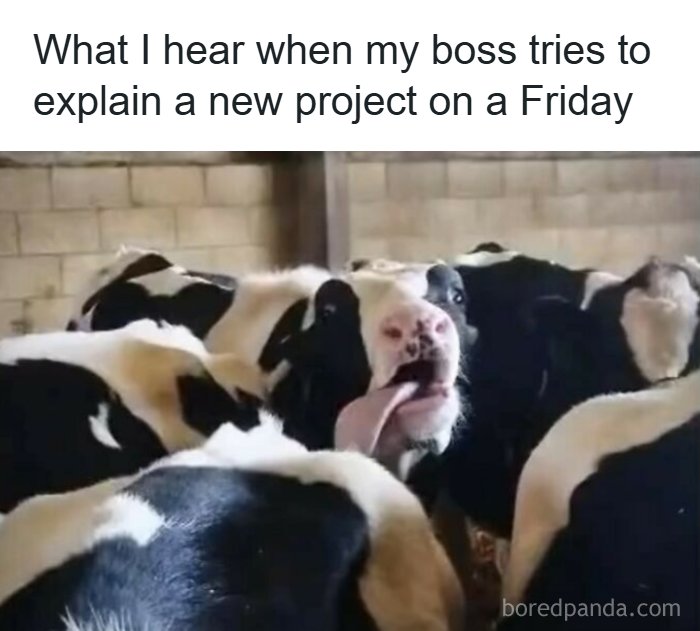 A group of cows crowded together with one cow making a funny face, illustrating random memes to spice up life.