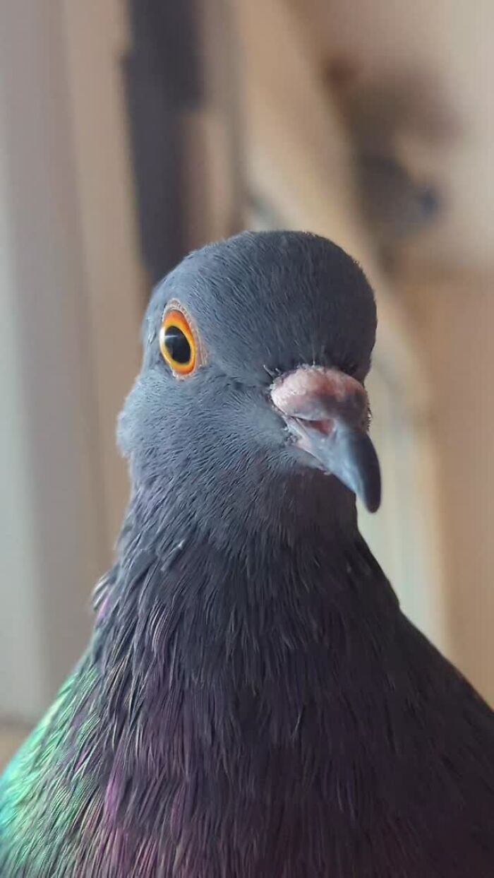 Close-up of a half-blind pigeon with vibrant feathers, part of a rescued bird taken on daily walks by a woman.
