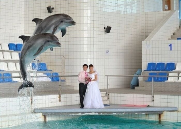 Bride and groom posing at a dolphin show pool with two dolphins jumping in the background in an awkward wedding photo.