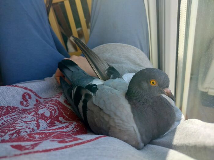 A woman holding a half-blind pigeon resting on her lap by a window, showing care and companionship.