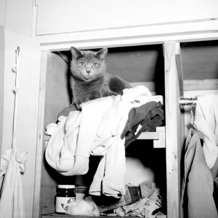Vintage cat photo showing a gray feline resting on a pile of clothes inside an old wooden closet.